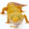 Gecko (Lagartixa Leopardo) EM085