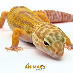 Gecko (Lagartixa Leopardo)...