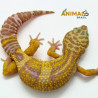Gecko (Lagartixa Leopardo) EM093 - Tremper jungle