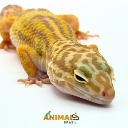 Gecko (Lagartixa Leopardo) EM093 - Tremper jungle
