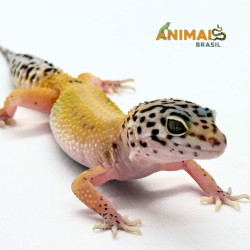 Gecko (Lagartixa Leopardo) EM094