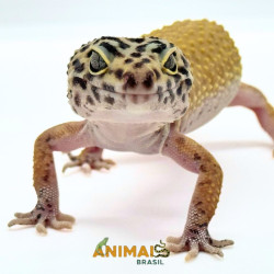 Gecko (Lagartixa Leopardo)...