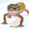 Gecko (Lagartixa Leopardo) EM094