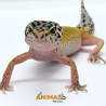 Gecko (Lagartixa Leopardo) EM094