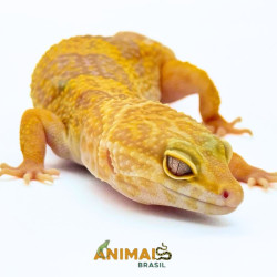 Gecko (Lagartixa Leopardo)...
