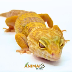 Gecko (Lagartixa Leopardo) EM086