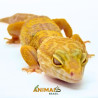 Gecko (Lagartixa Leopardo) EM086