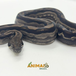Jiboia Bci (Boa constrictor imperator) A1025 - Motley