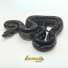 Jiboia Bci (Boa constrictor imperator) A1025 - Motley
