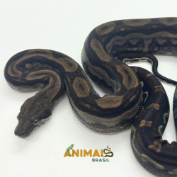 Jiboia Bci (Boa constrictor...