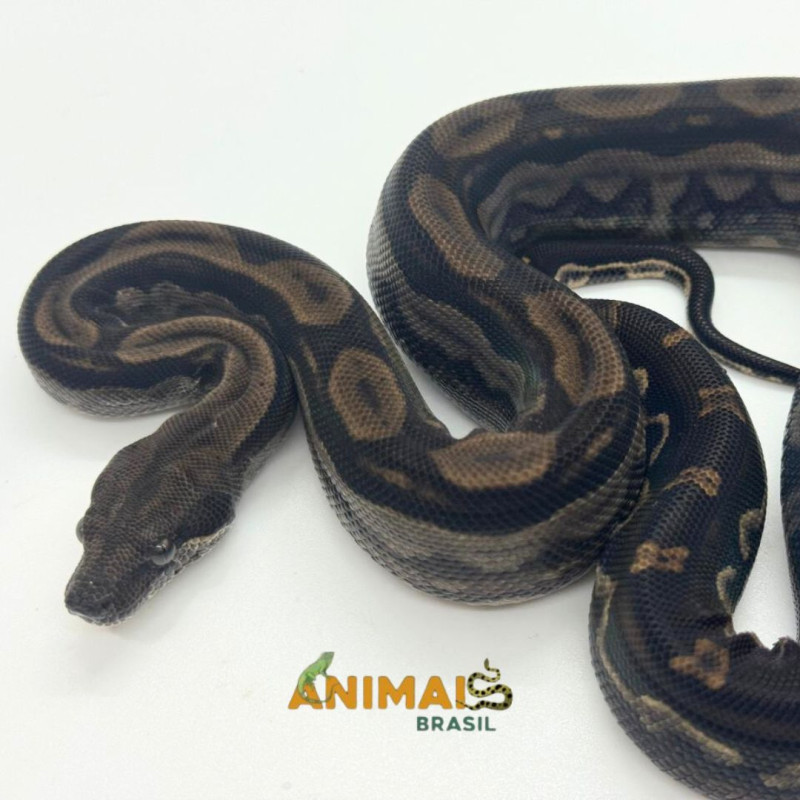 Jiboia Bci (Boa constrictor imperator) A1025 - Motley