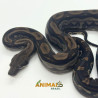 Jiboia Bci (Boa constrictor imperator) A1025 - Motley