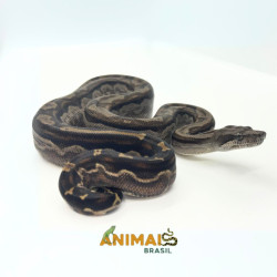 Jiboia Bci (Boa constrictor imperator) A1033 - Motley