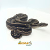 Jiboia Bci (Boa constrictor imperator) A1033 - Motley