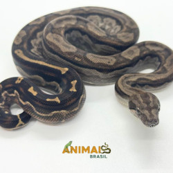 Jiboia Bci (Boa constrictor...