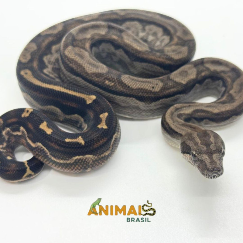 Jiboia Bci (Boa constrictor imperator) A1033 - Motley
