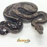 Jiboia Bci (Boa constrictor imperator) A1033 - Motley