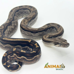 Jiboia Bci (Boa constrictor imperator) A1033 - Motley