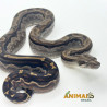 Jiboia Bci (Boa constrictor imperator) A1033 - Motley