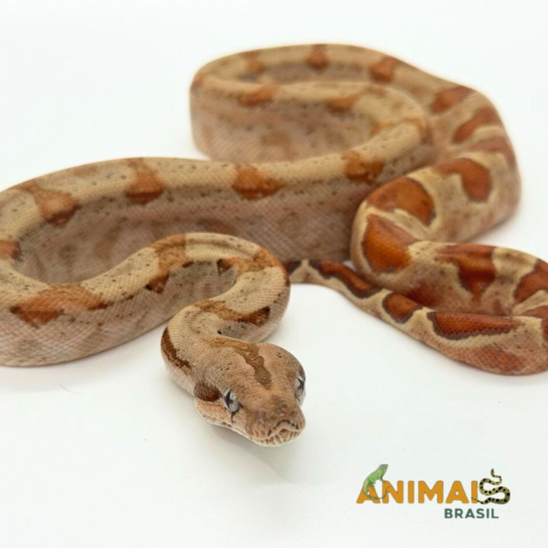 Jiboia Bci (Boa constrictor imperator) A1020 - Albino T+ Hipo