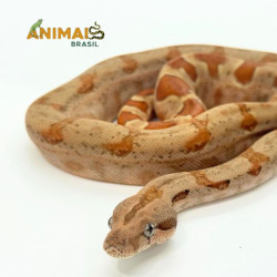 Jiboia Bci (Boa constrictor imperator) A1020 - Albino T+ Hipo