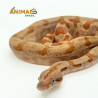 Jiboia Bci (Boa constrictor imperator) A1020 - Albino T+ Hipo