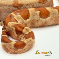 Jiboia Bci (Boa constrictor imperator) A1020 - Albino T+ Hipo