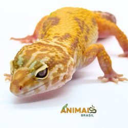 Gecko (Lagartixa Leopardo)...