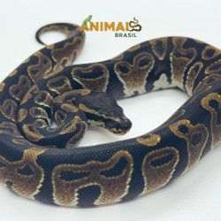 Píton bola (Python regius)...