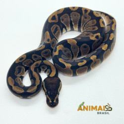 Píton bola (Python regius) A1202