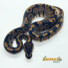 Píton bola (Python regius) A1202