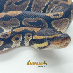 Píton bola (Python regius)...