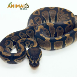 Píton bola (Python regius) A1202
