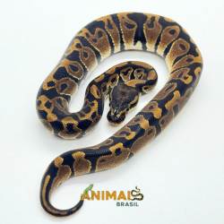 Píton bola (Python regius) A1201