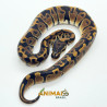 Píton bola (Python regius) A1201