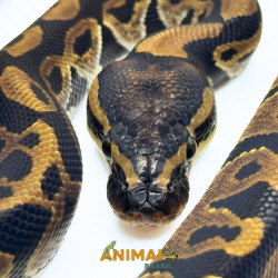 Píton bola (Python regius)...