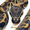 Píton bola (Python regius) A1201