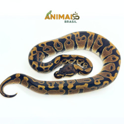 Píton bola (Python regius) A1201
