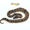 Píton bola (Python regius) A1201