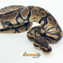Píton bola (Python regius)...