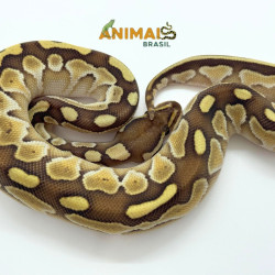 Píton-ball - (Python...