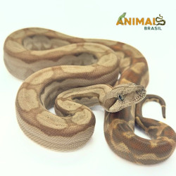 Jiboia Bci (Boa constrictor...