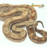 Jiboia Bci (Boa constrictor imperator) A1023 - Albino T+