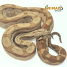Jiboia Bci (Boa constrictor imperator) A1023 - Albino T+