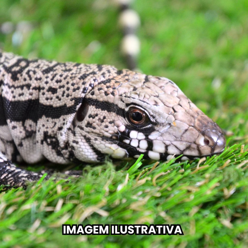 Teiú (Salvator merianae)