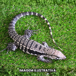 Teiú (Salvator merianae)