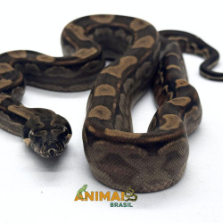 Jiboia Bci (Boa constrictor...