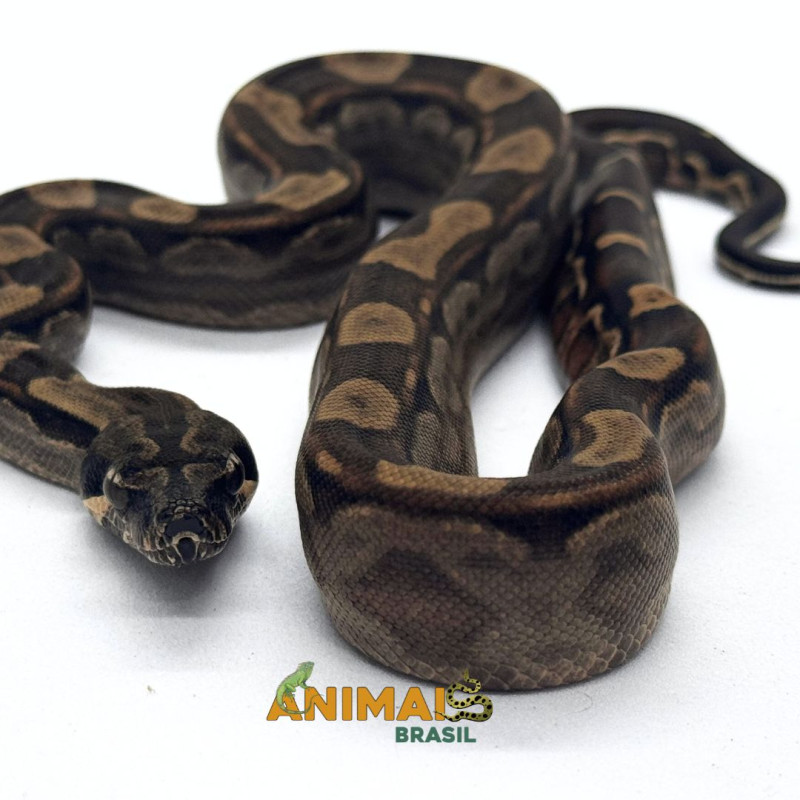Jiboia Bci (Boa constrictor imperator) AR142 - Motley
