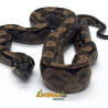 Jiboia Bci (Boa constrictor imperator) AR142 - Motley