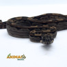 Jiboia Bci (Boa constrictor imperator) AR142 - Motley